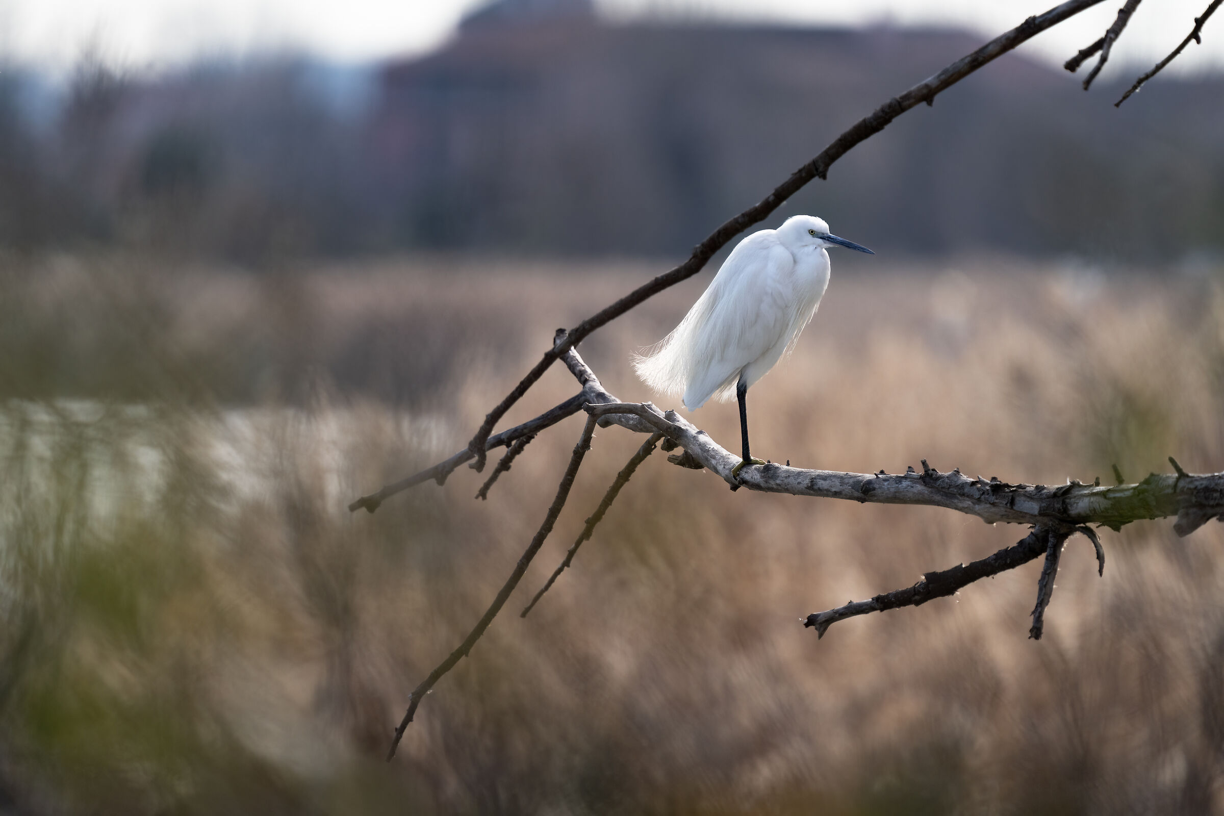Si sta come d'autunno sugli alberi le foglie