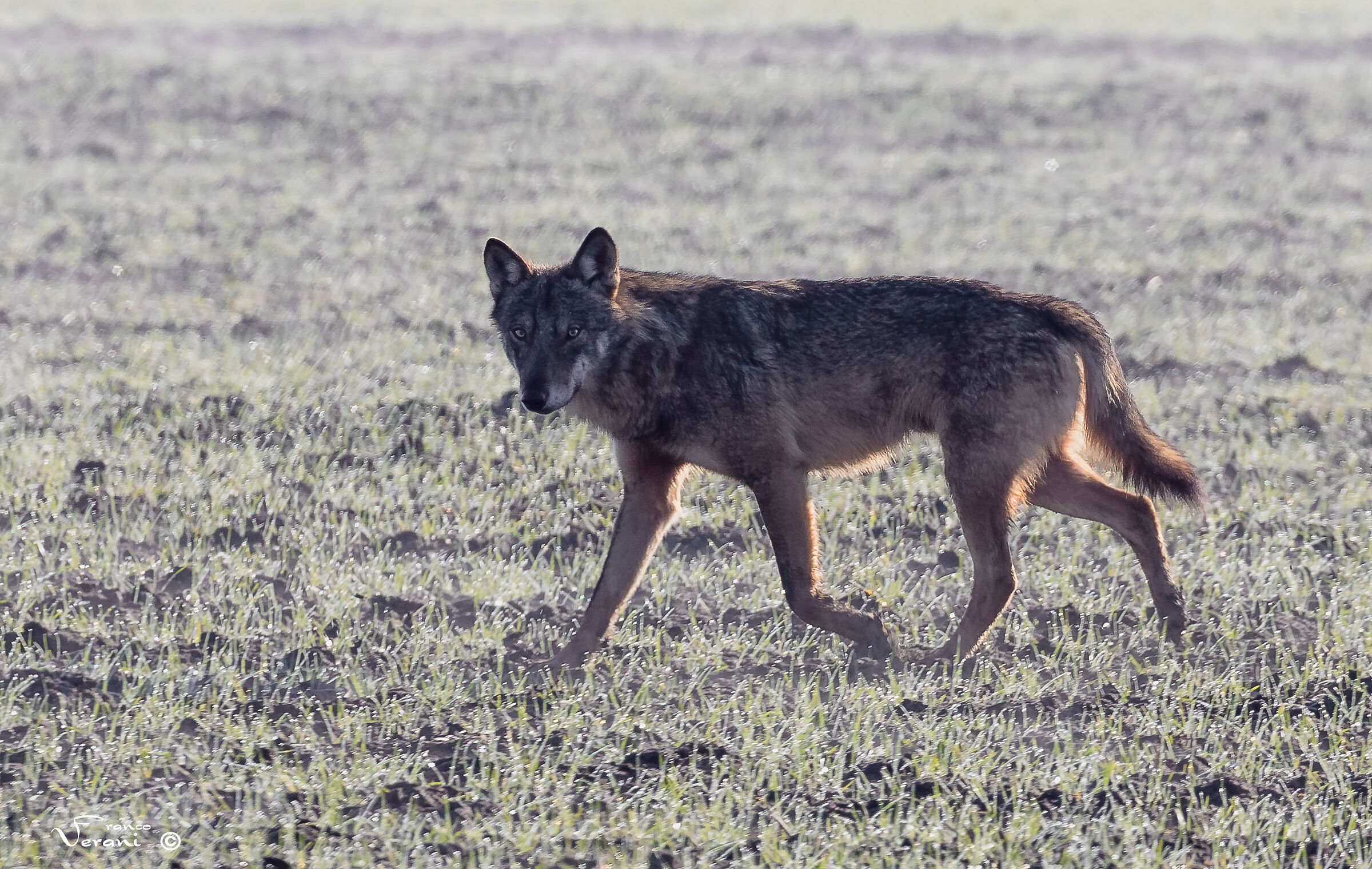 Italic wolf (Canis lupus italicus)
