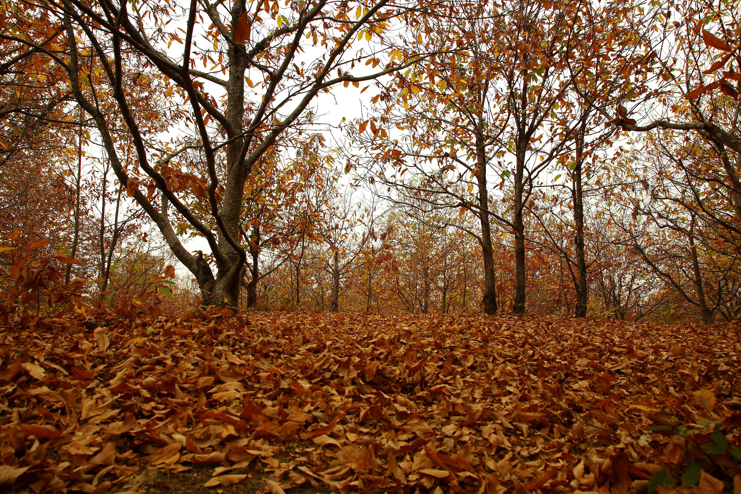 Parco Esploralya Zocca