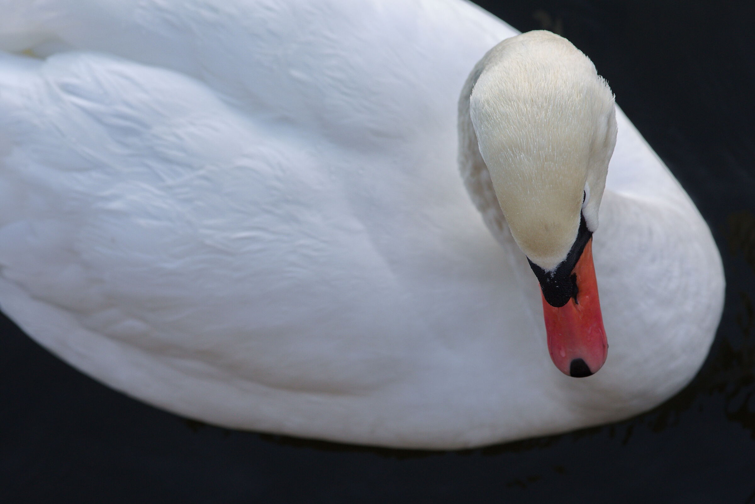 The Swan of Stockholm