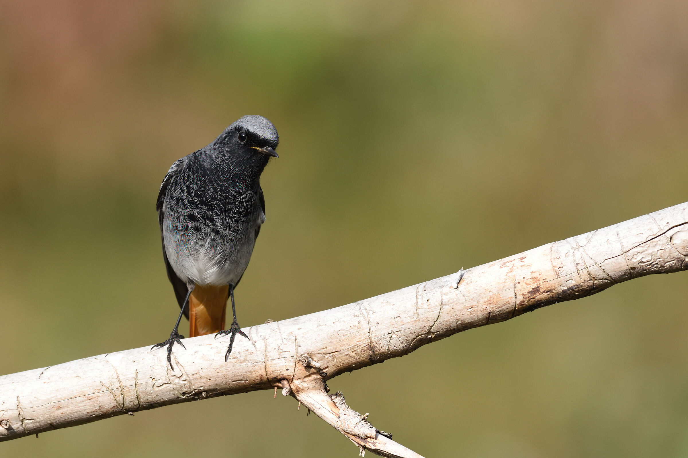 Black redstart