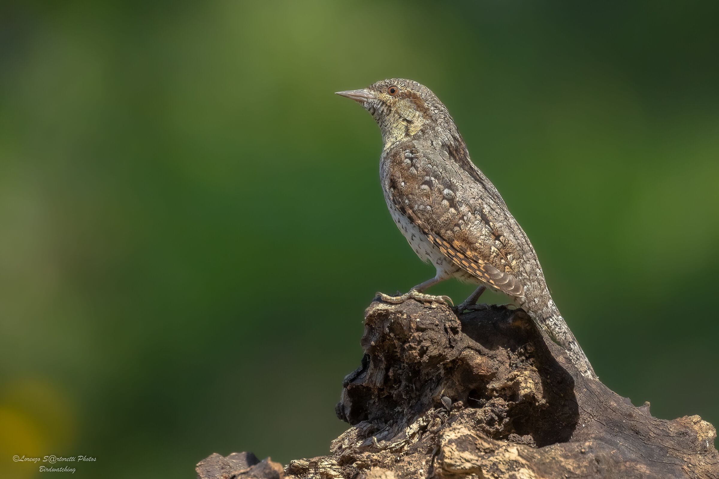 Wryneck