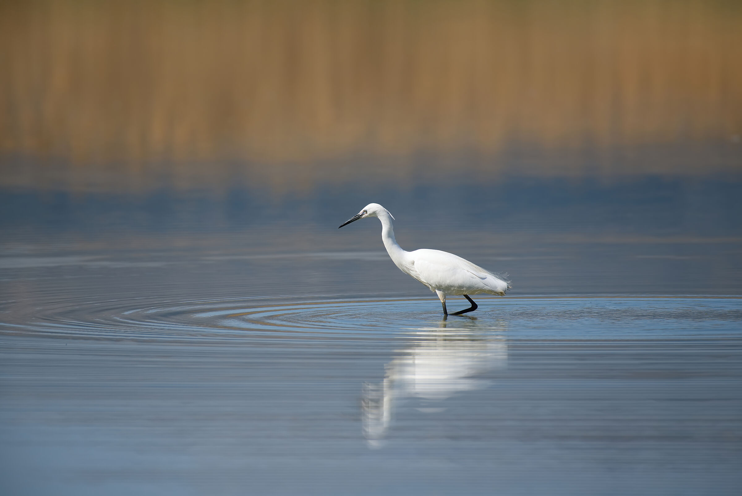 Great white heron