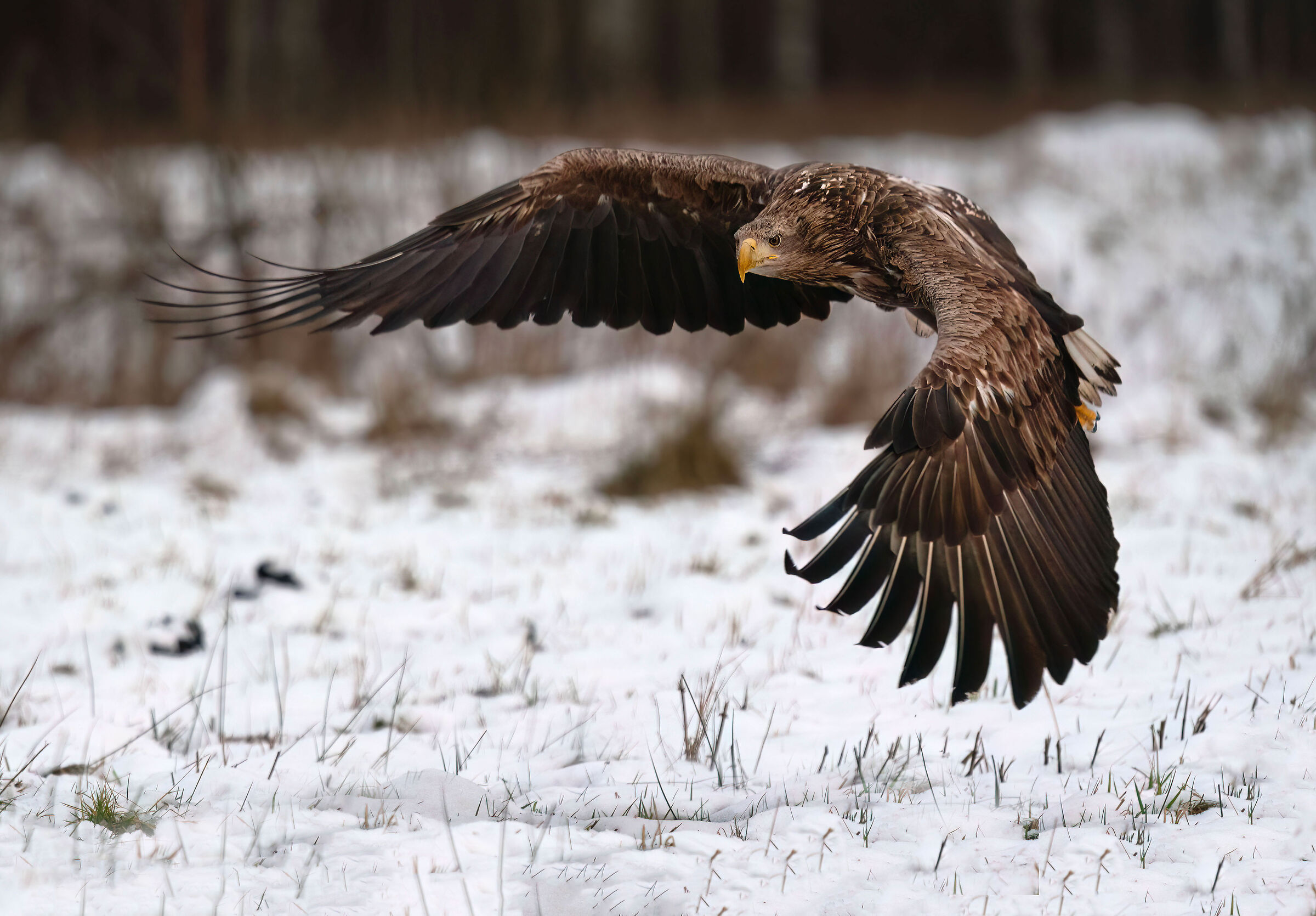 Aquila di mare coda bianca