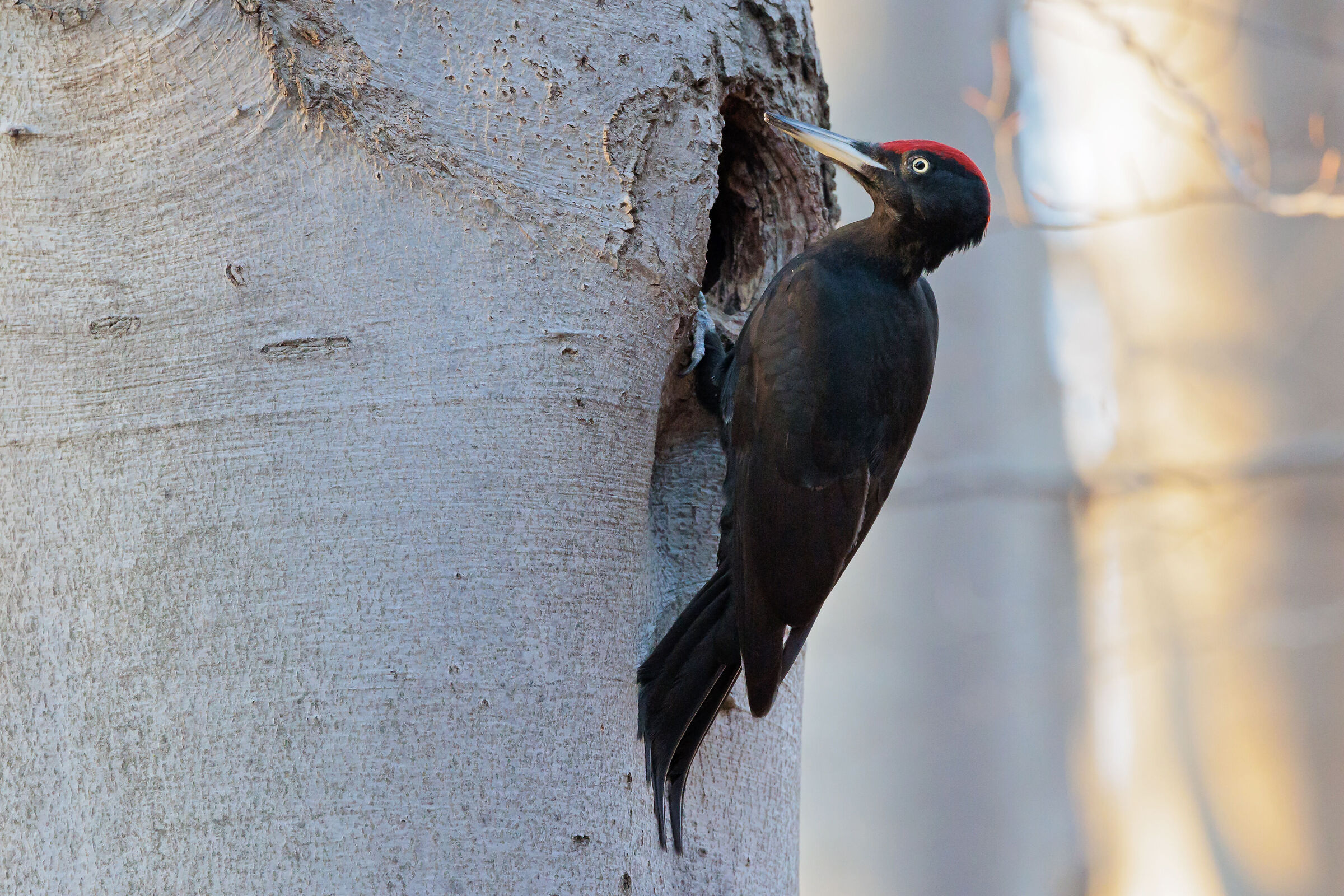 Black woodpecker (male)