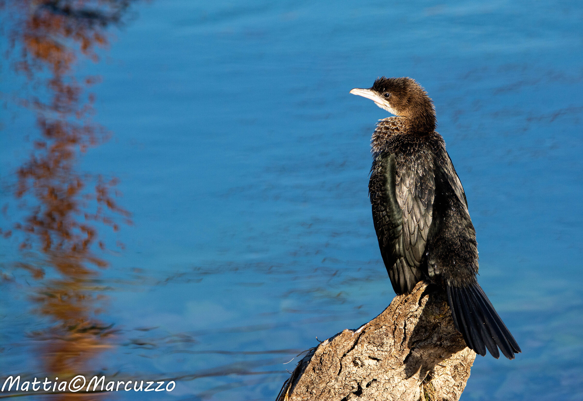 Cormorano