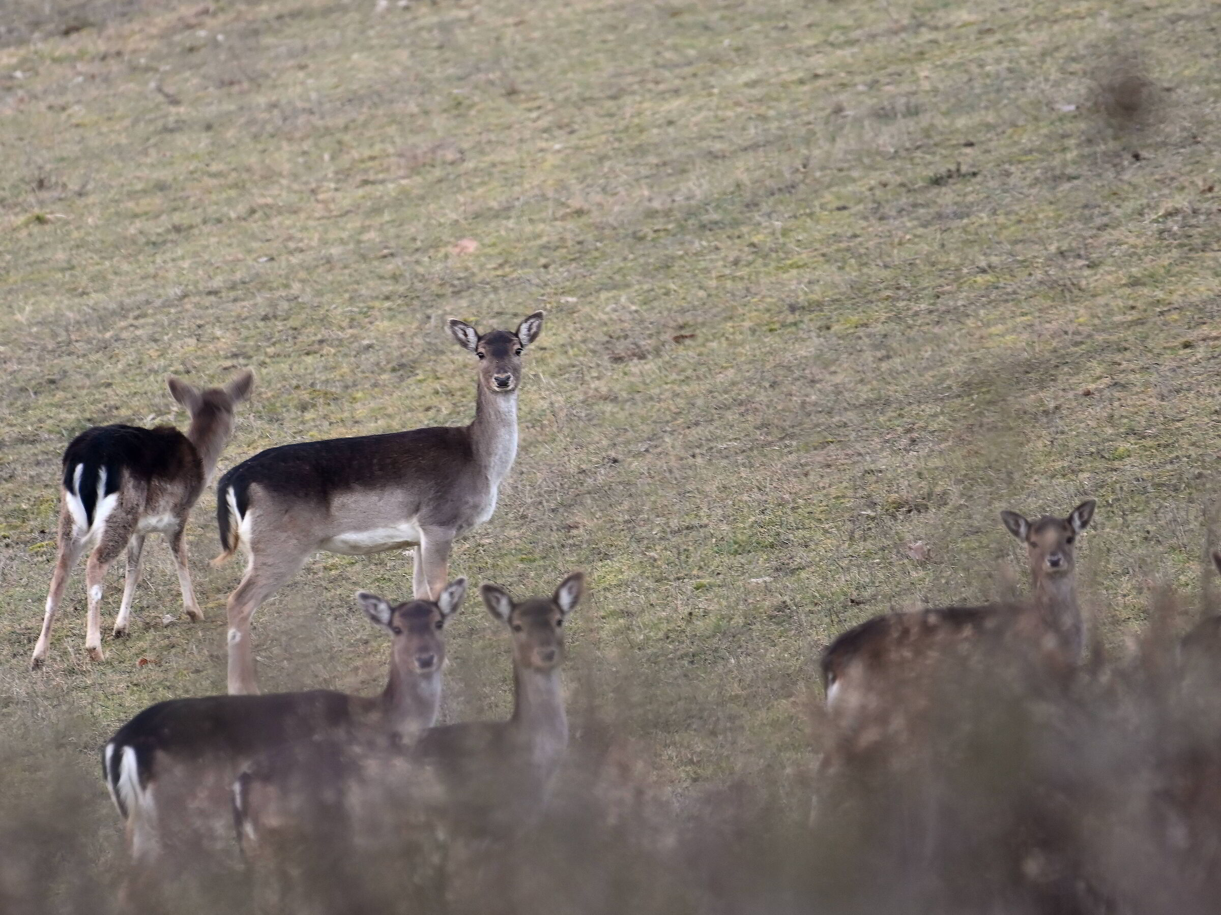 Fallow deer