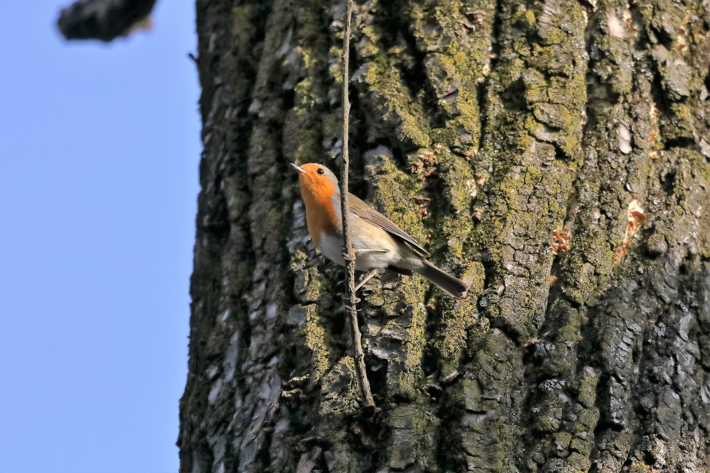 Pettirosso 18-12-2022