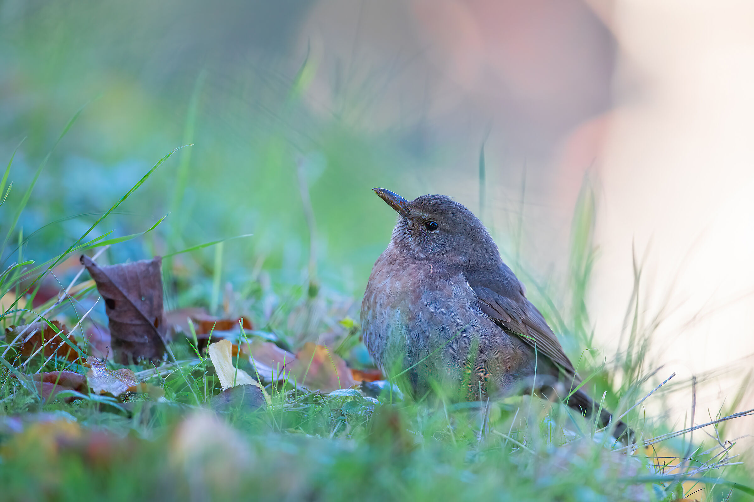 Female blackbird