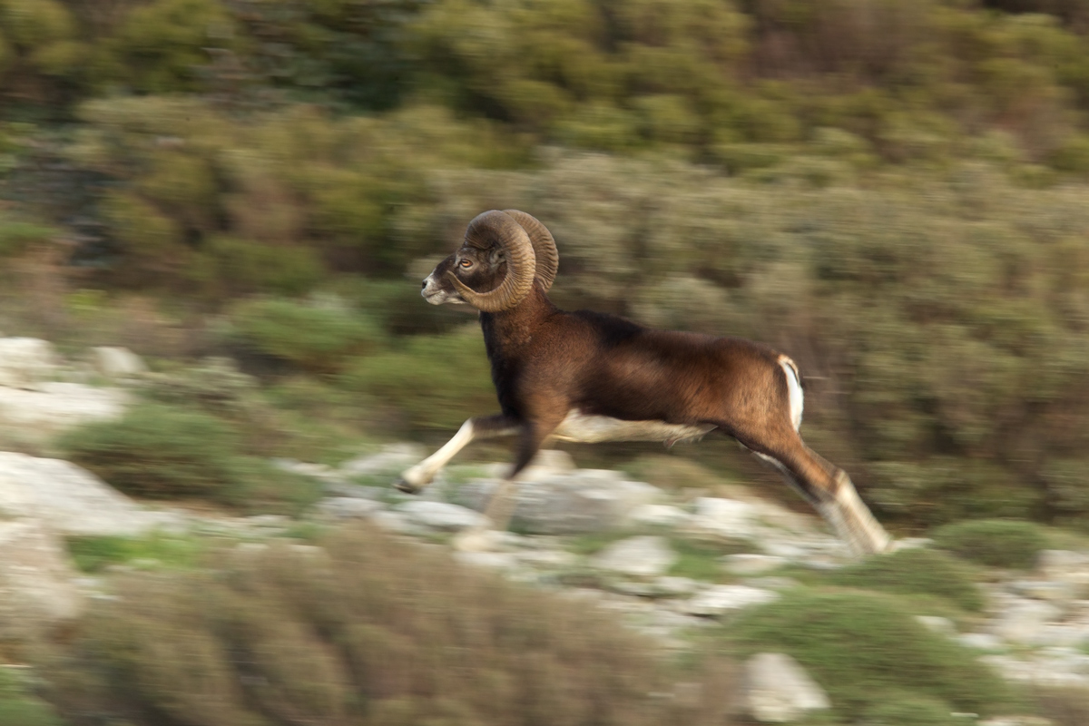 Mouflon Sardo