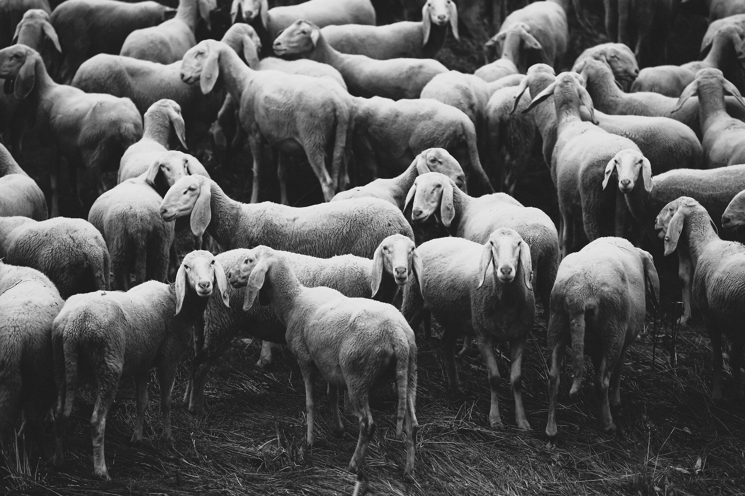 If you want to count for something in life, count the sheep