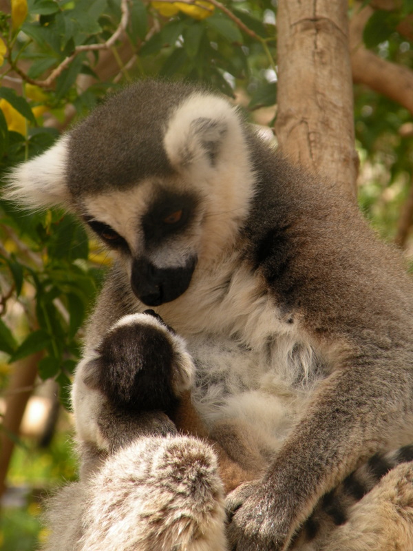 Monkey Park-lemur