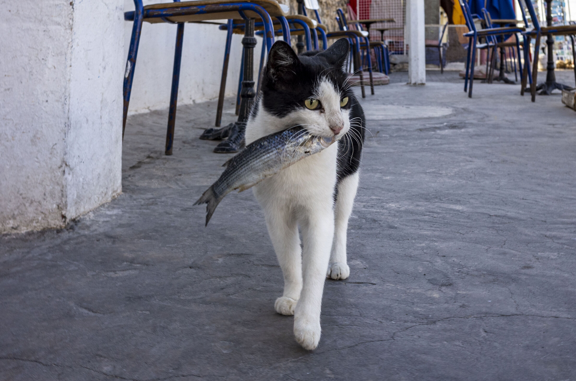 Pronto il pranzo