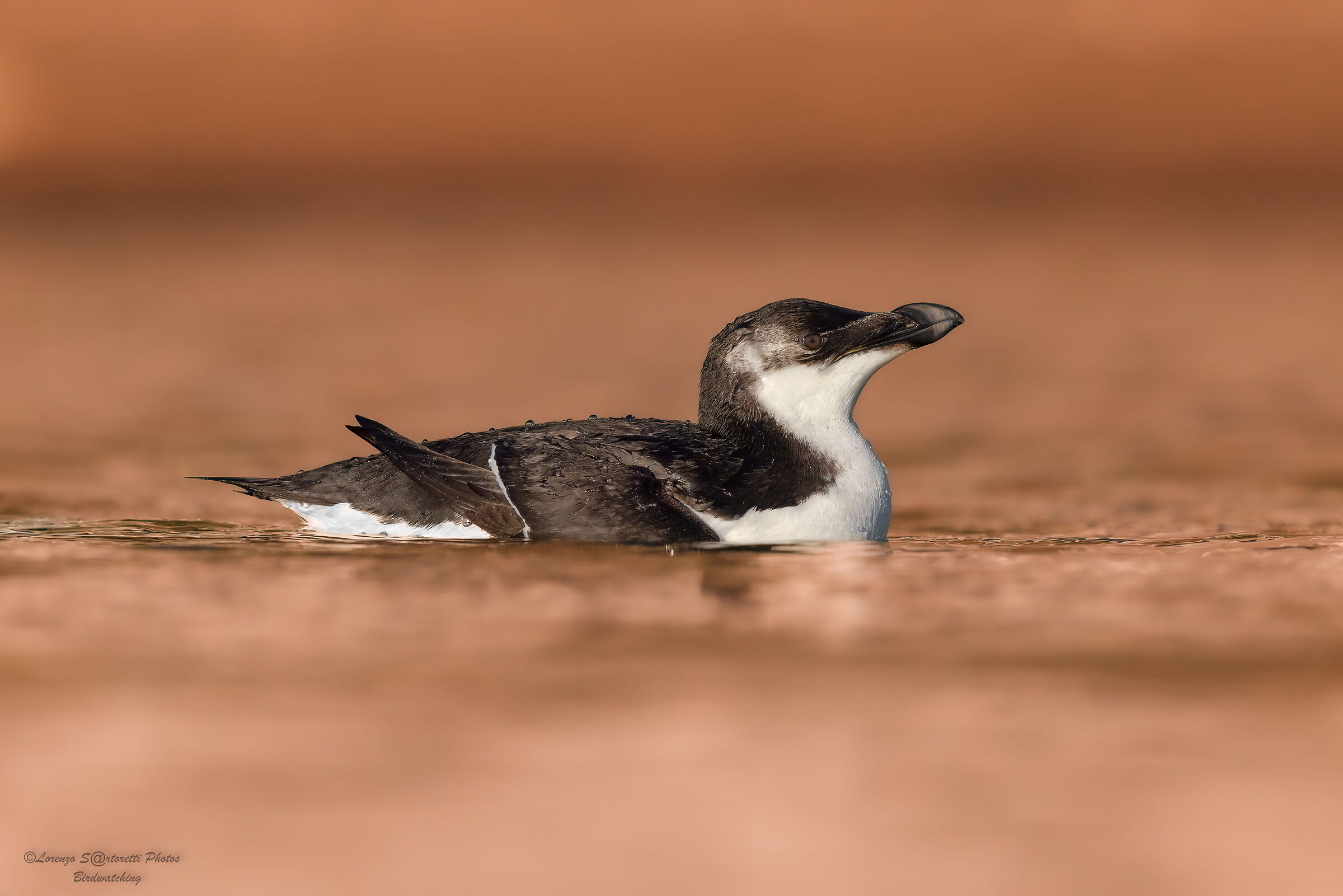Razorbill