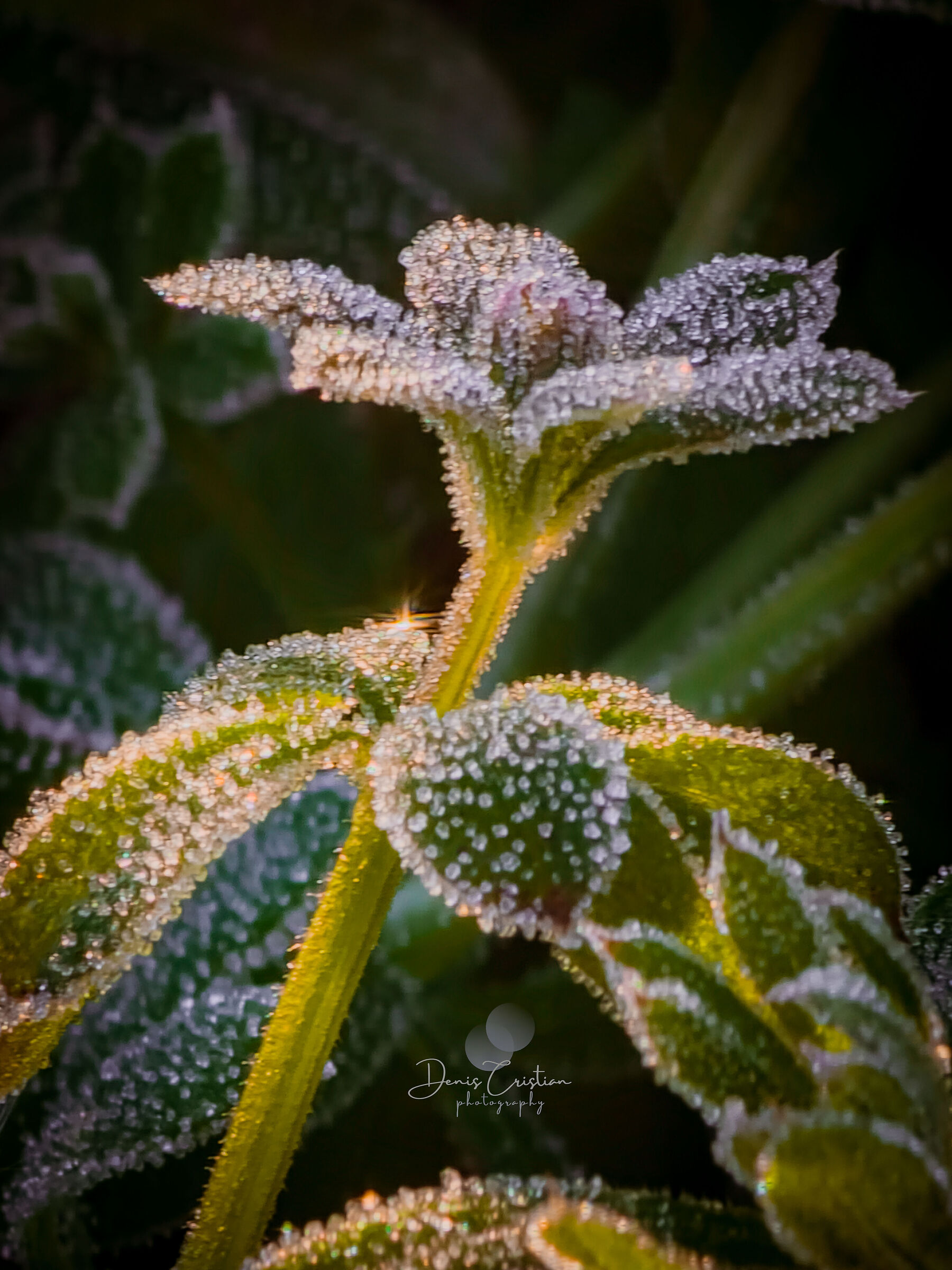 Frost...