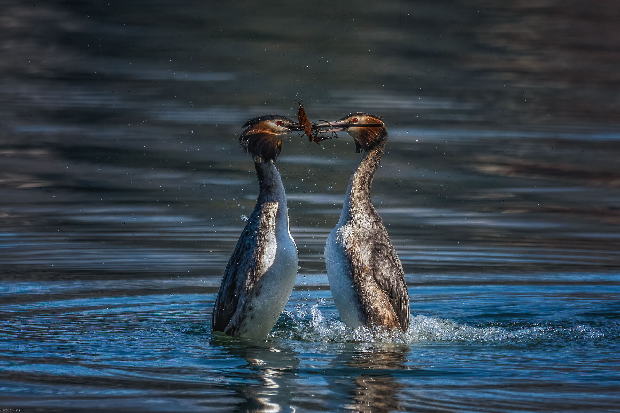 The dance of the grebes