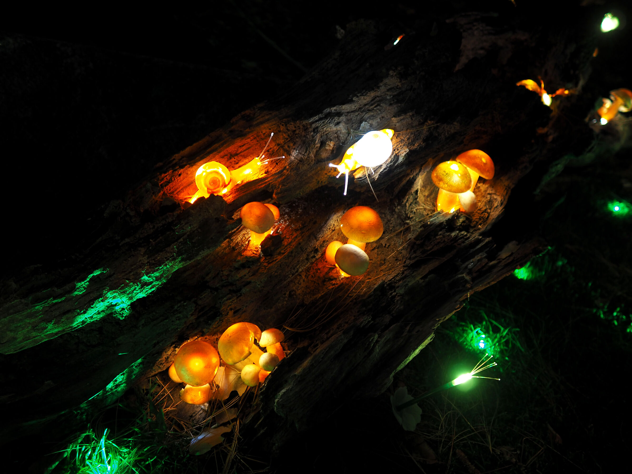 Night mushrooms