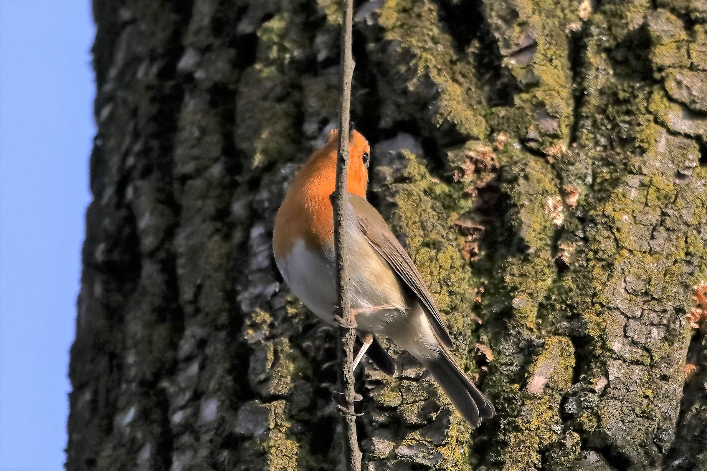 Pettirosso 18-12-2022