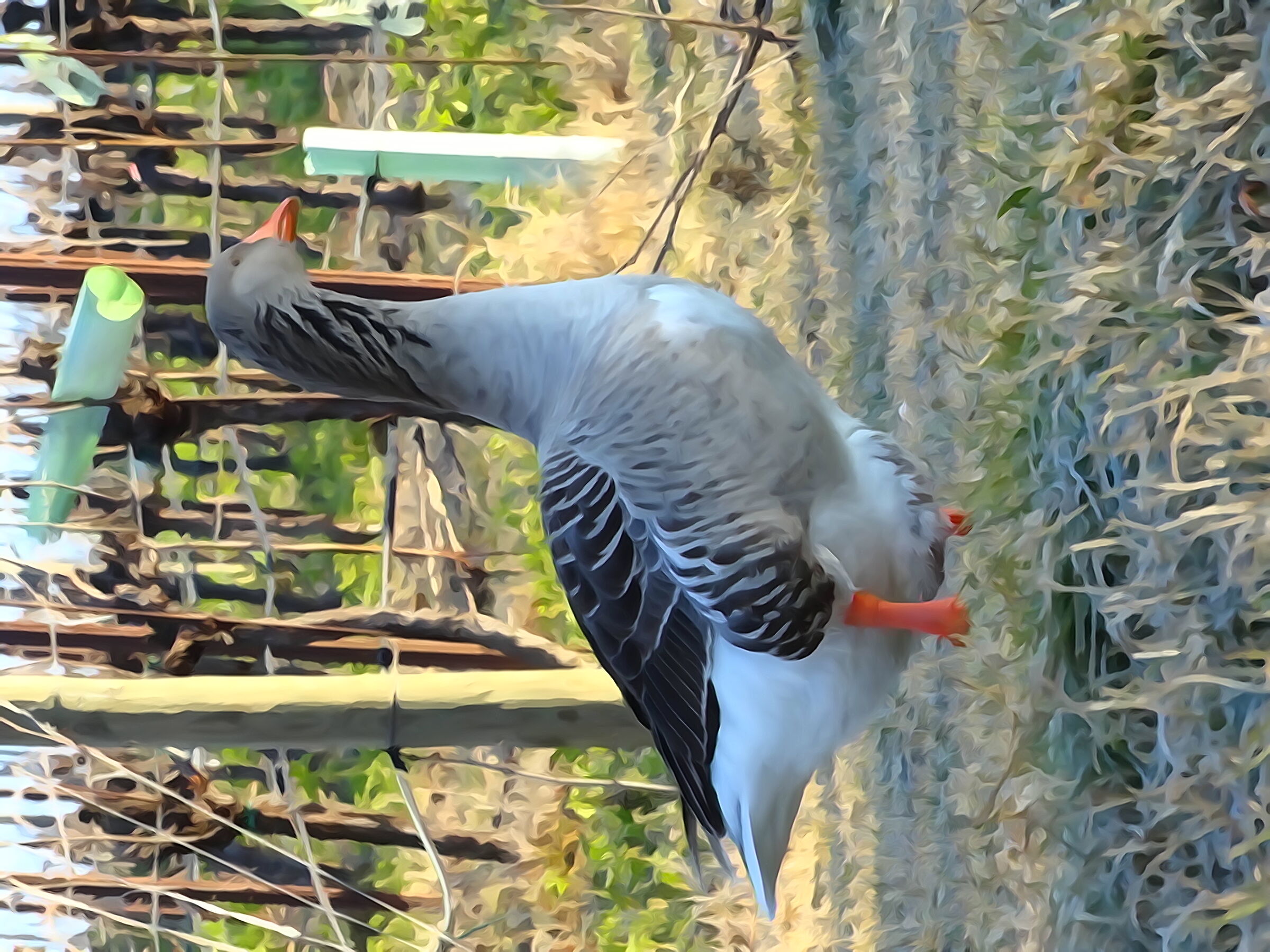 Goose in watercolor