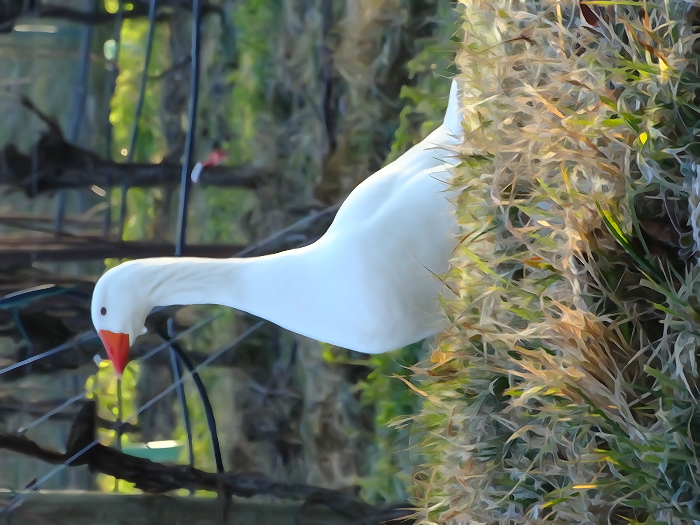 Goose in watercolor