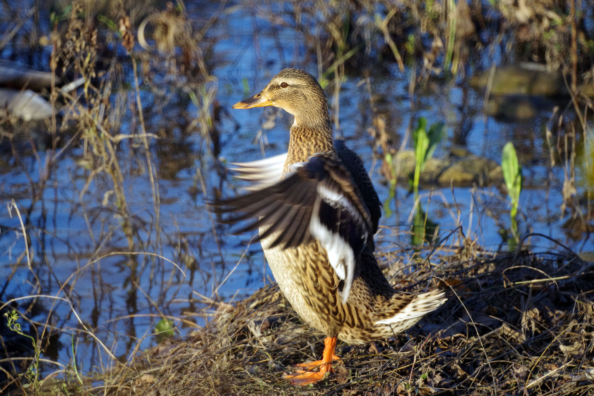 Asciugatura rapida (Germano reale - femmina)