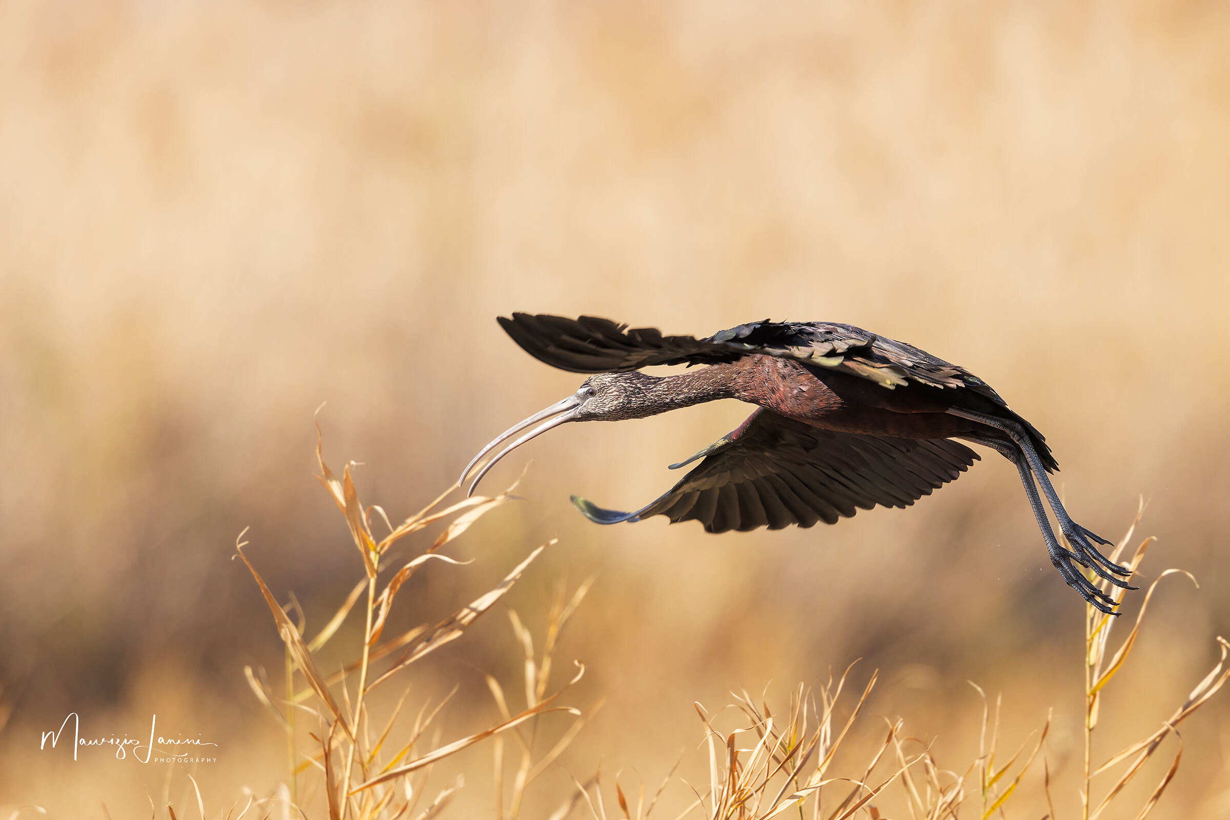 Mignattaio in "movimento"