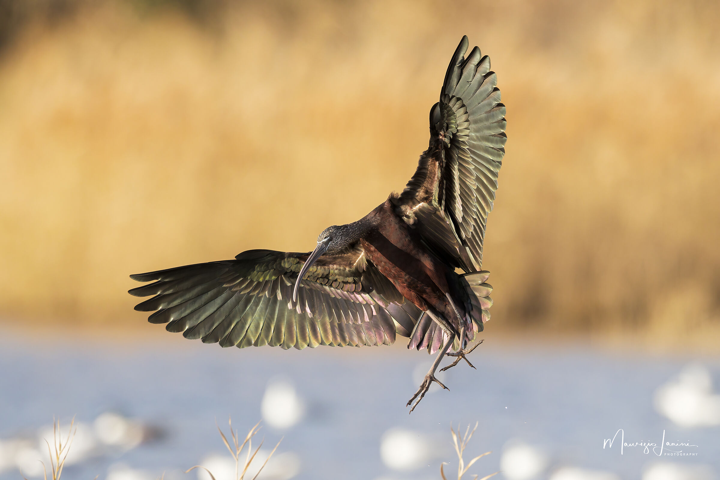 Mignattaio in "movimento"