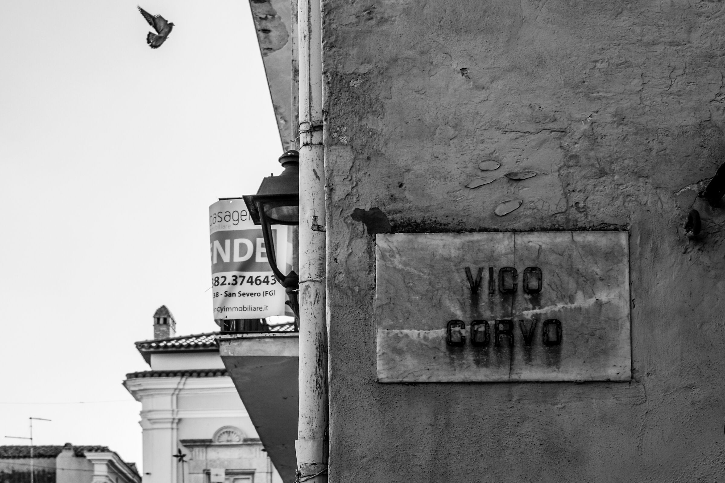 Vico crow, and pigeon...