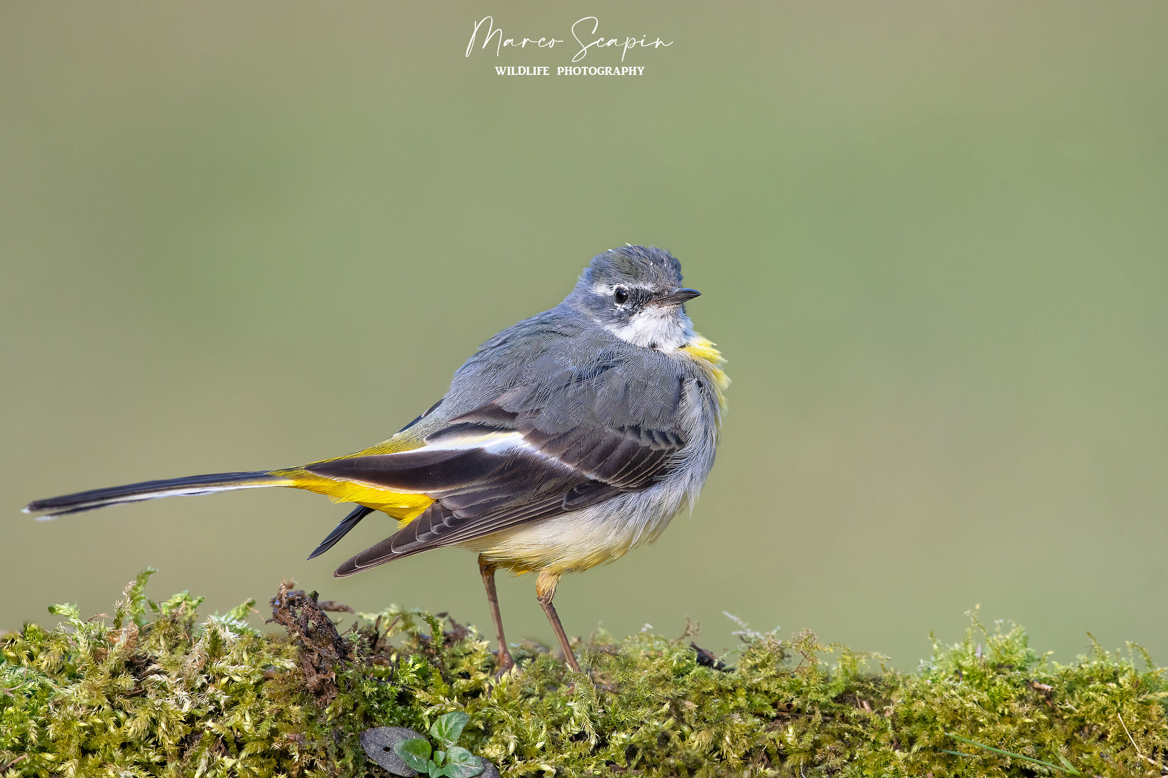 Grey wagtail