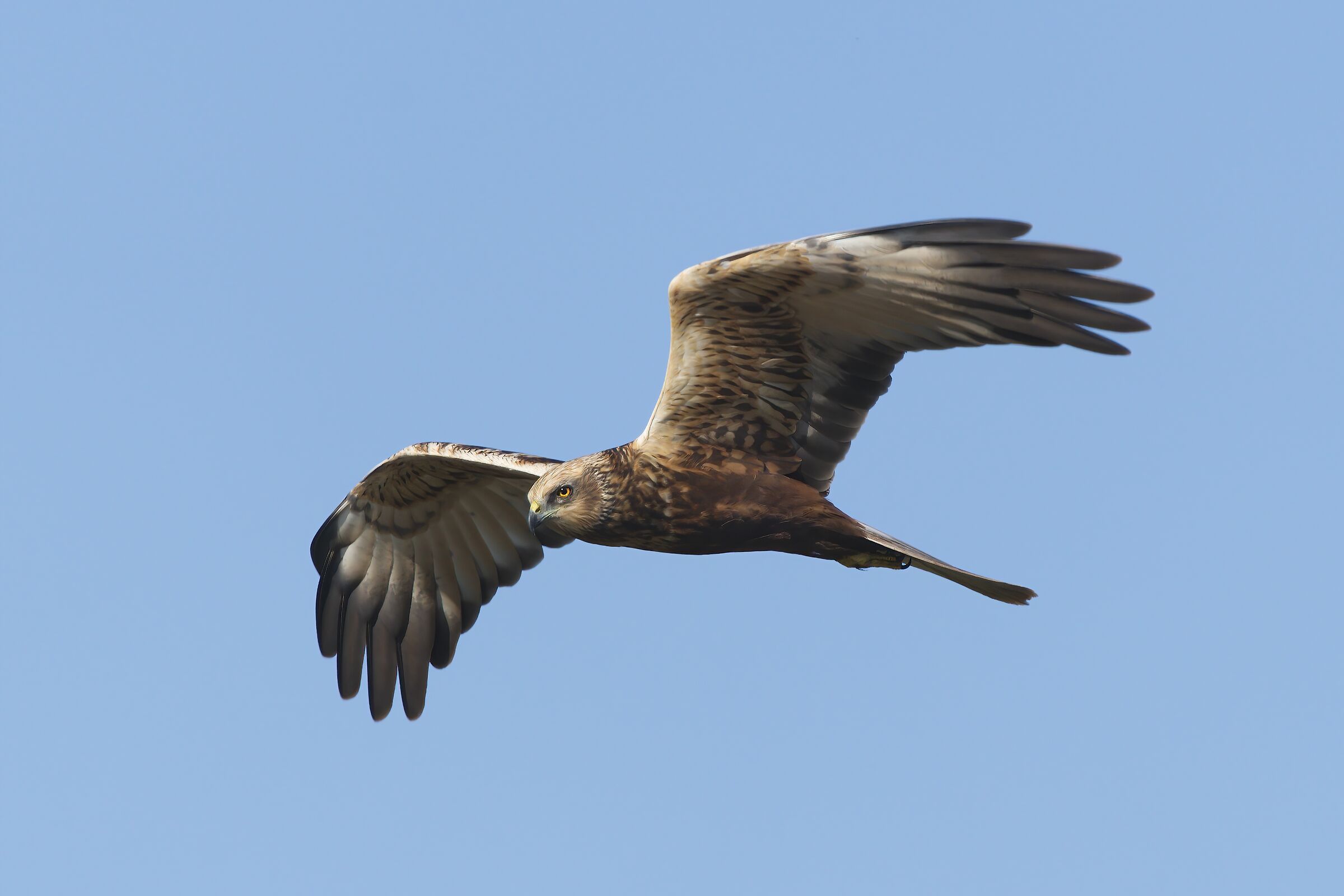 Marsh harrier