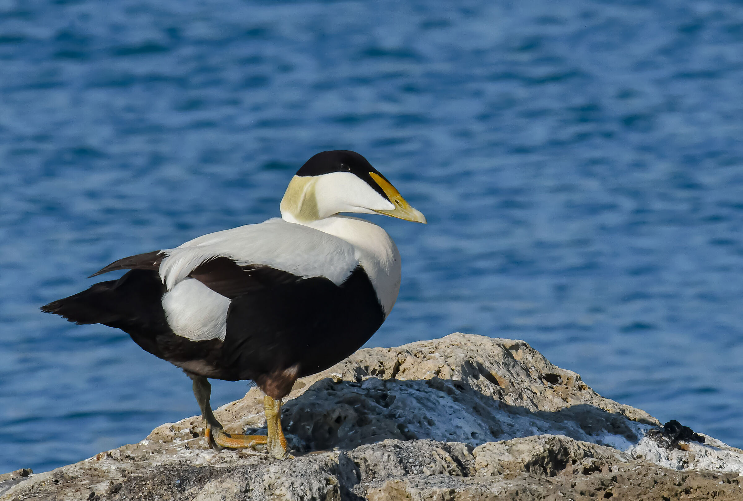 Ligurian eider