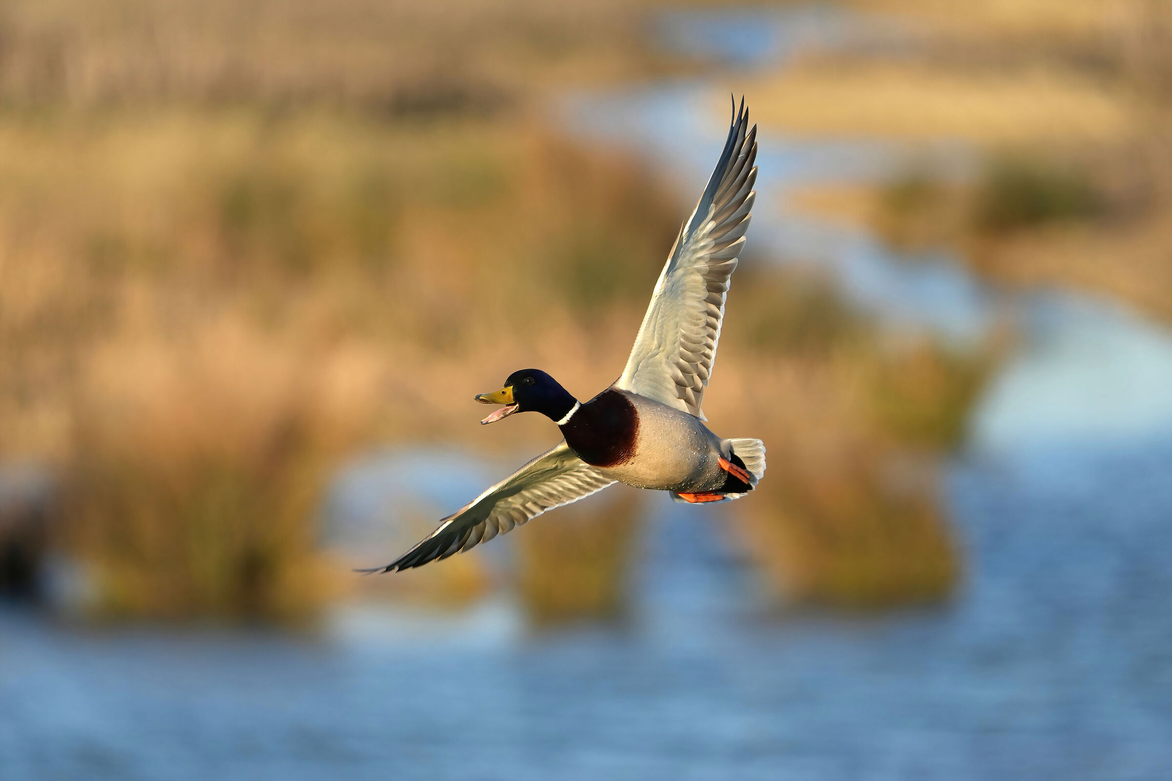 Mallard