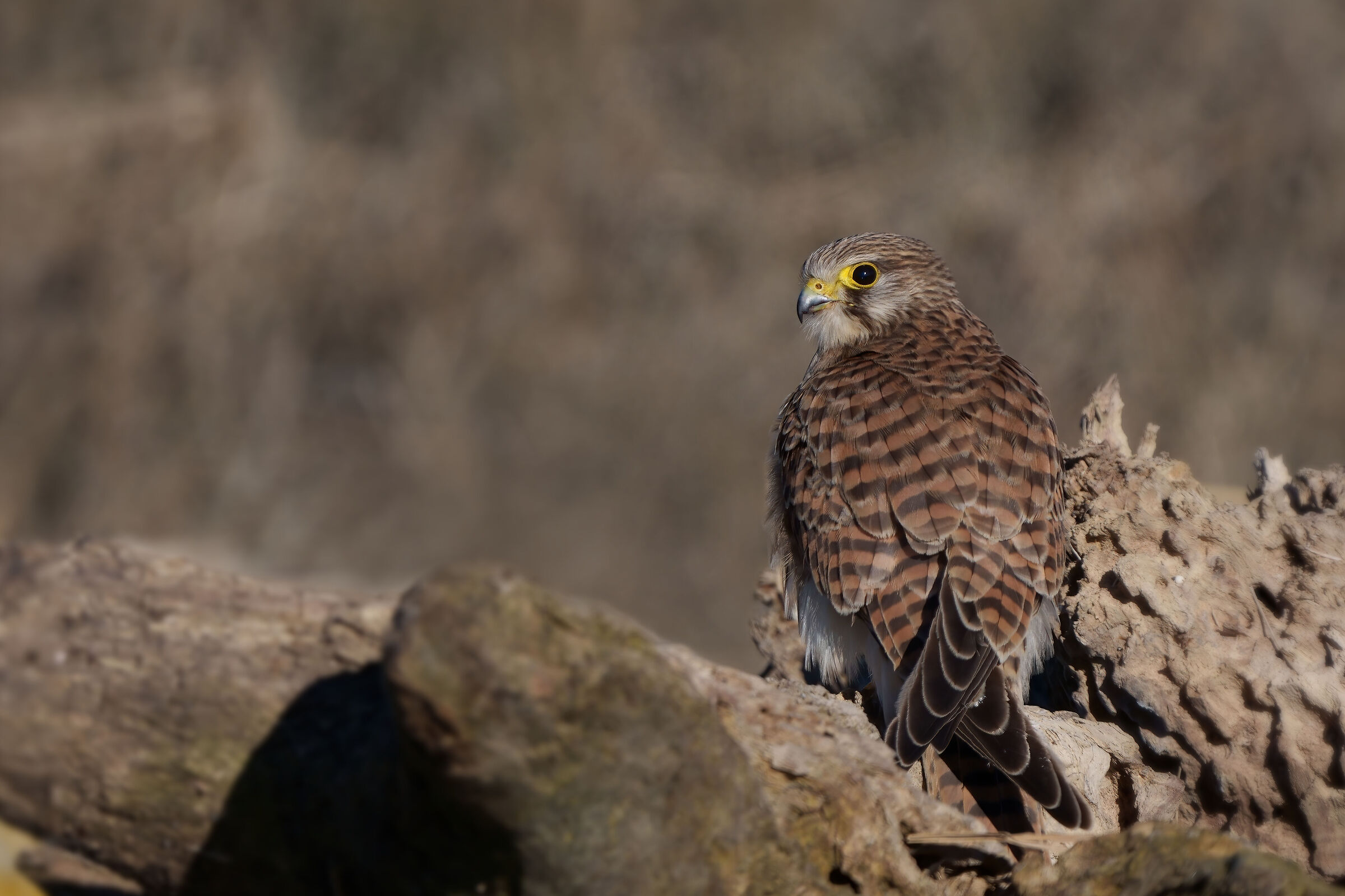 Gheppio intento a nascondere la sua preda