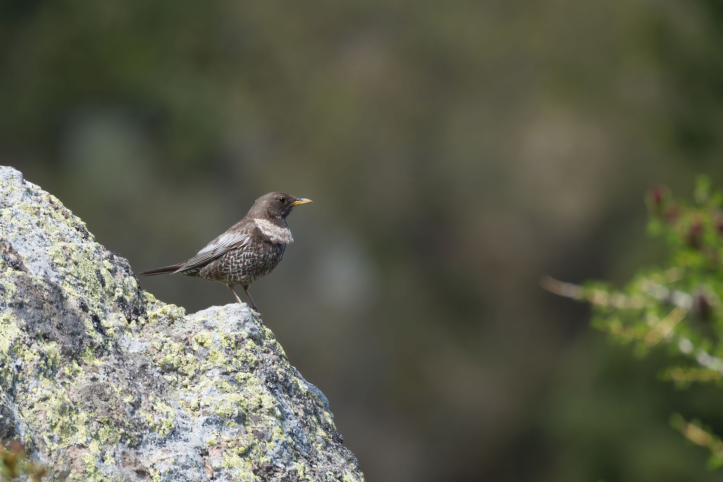 Blackbird from the collar