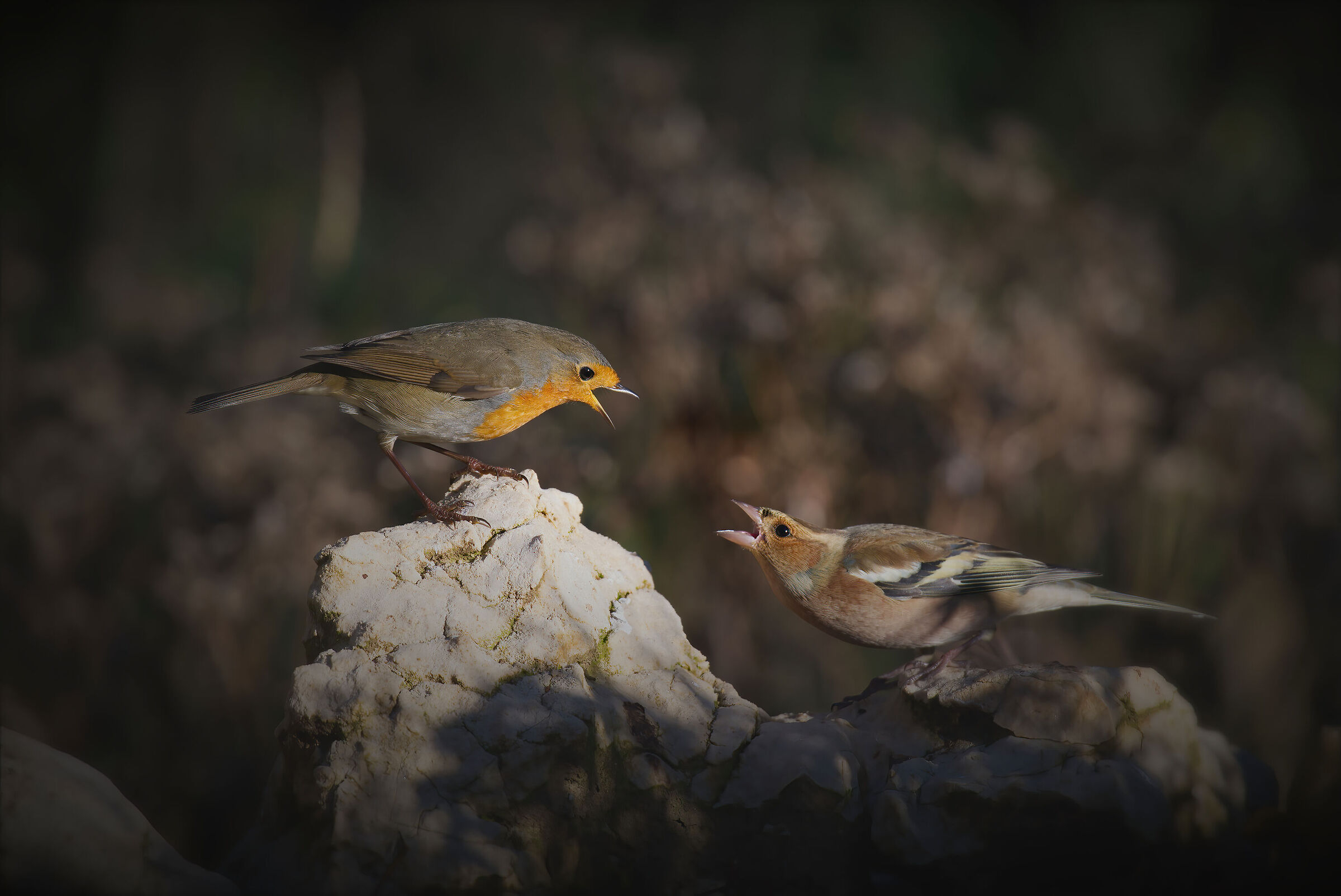 Robin vs Chaffinch