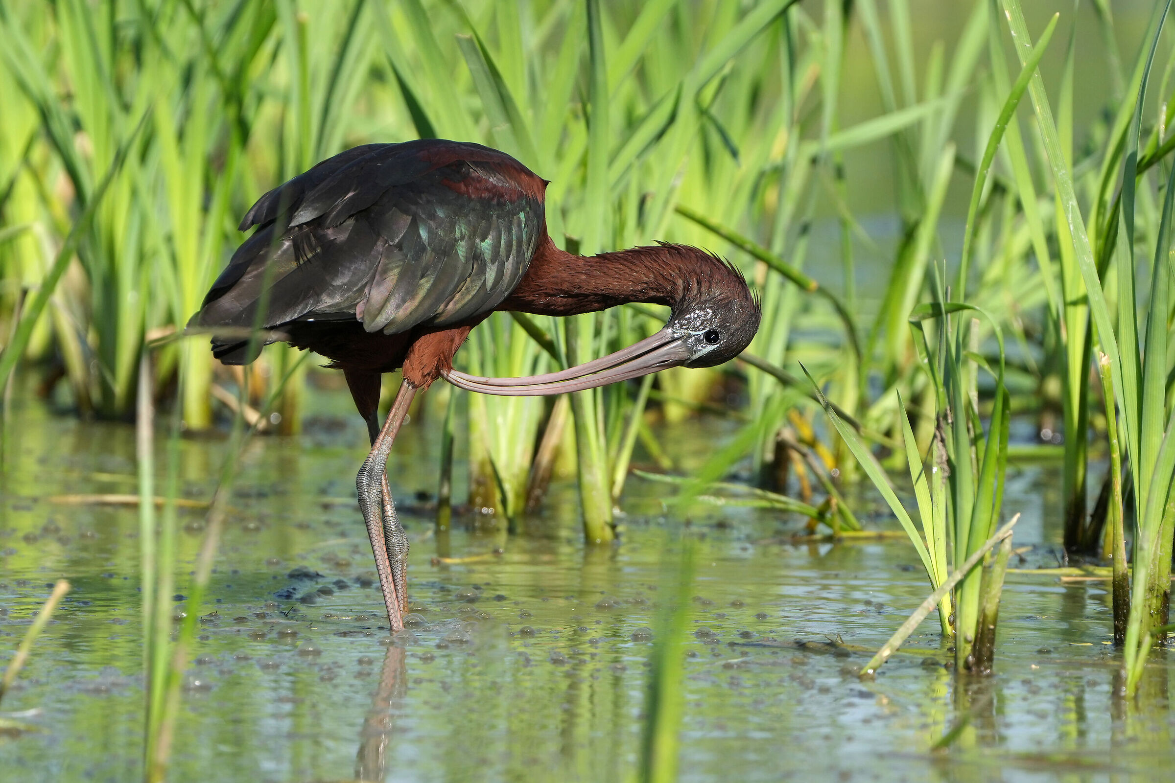 Glossy ibis