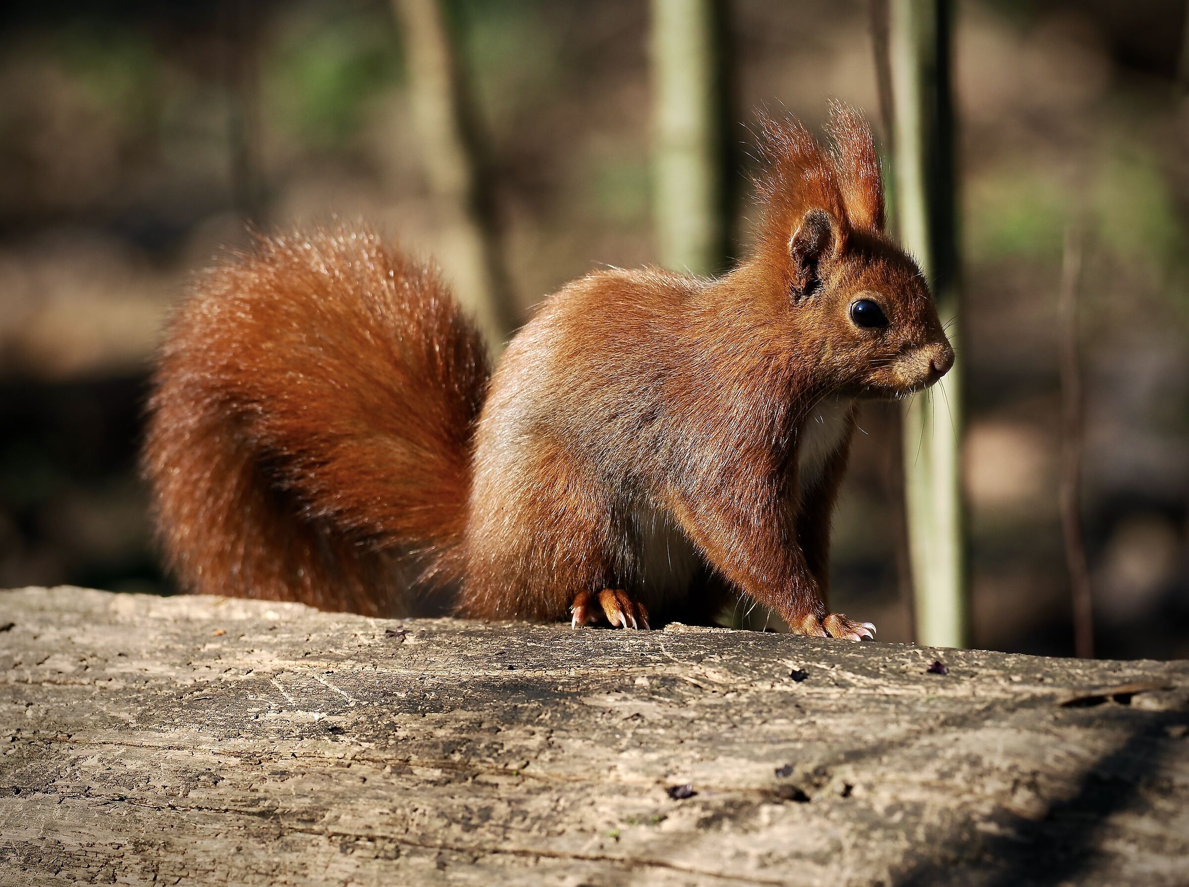 Red squirrel increasingly a rarity