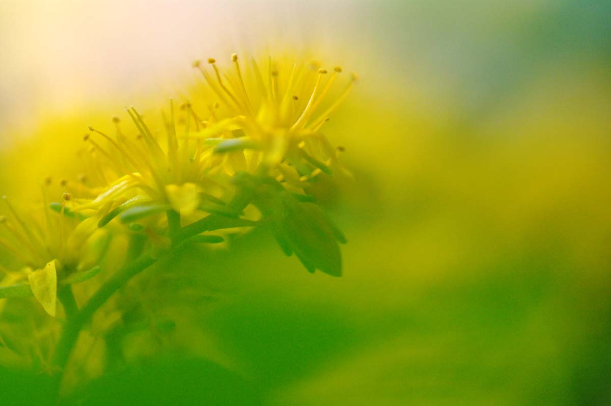 Acquarello in giallo