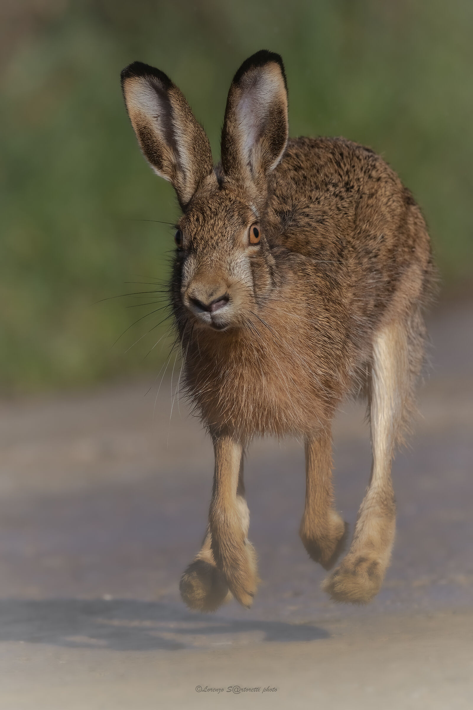 Pappardella in fuga :)