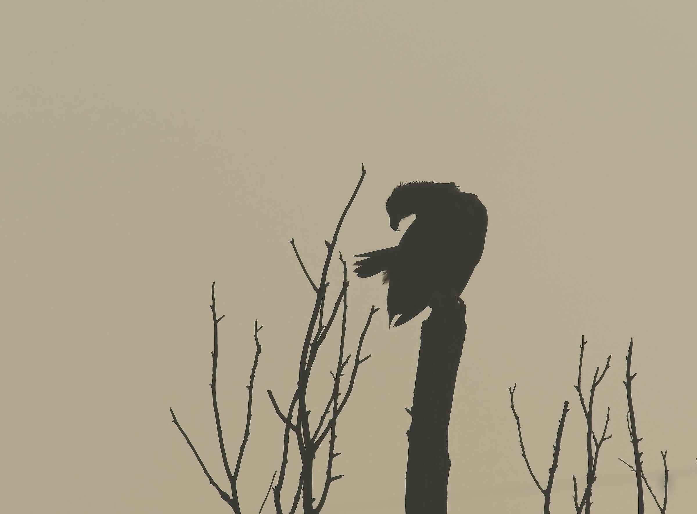 Aquila europea dalla coda bianca all'alba