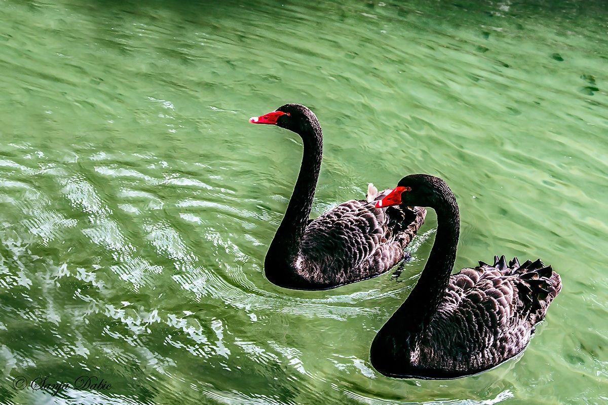 swans blacks villa Barbarigo Valsanzibio