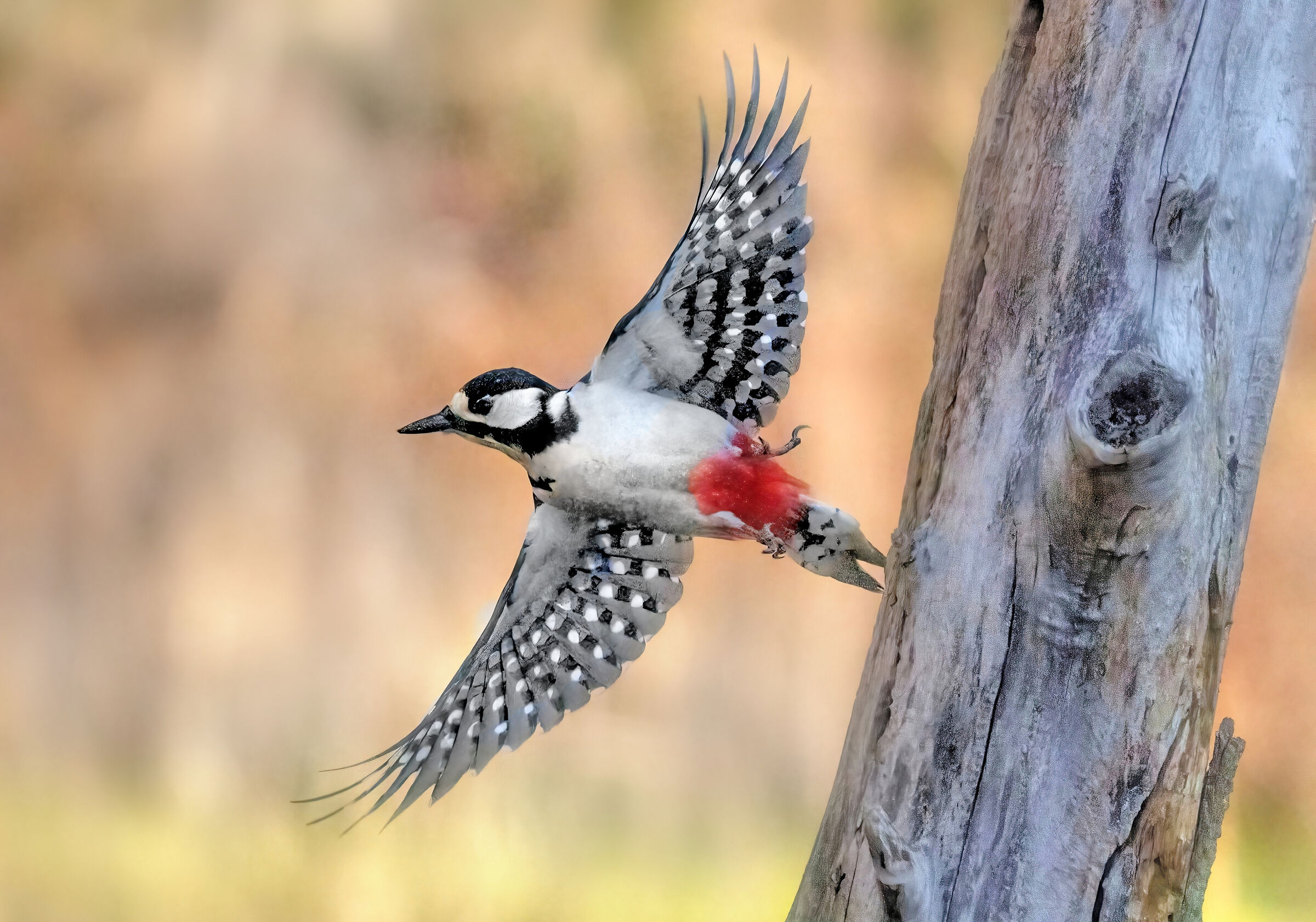 Greater spotted woodpecker (Dendrocopos major)