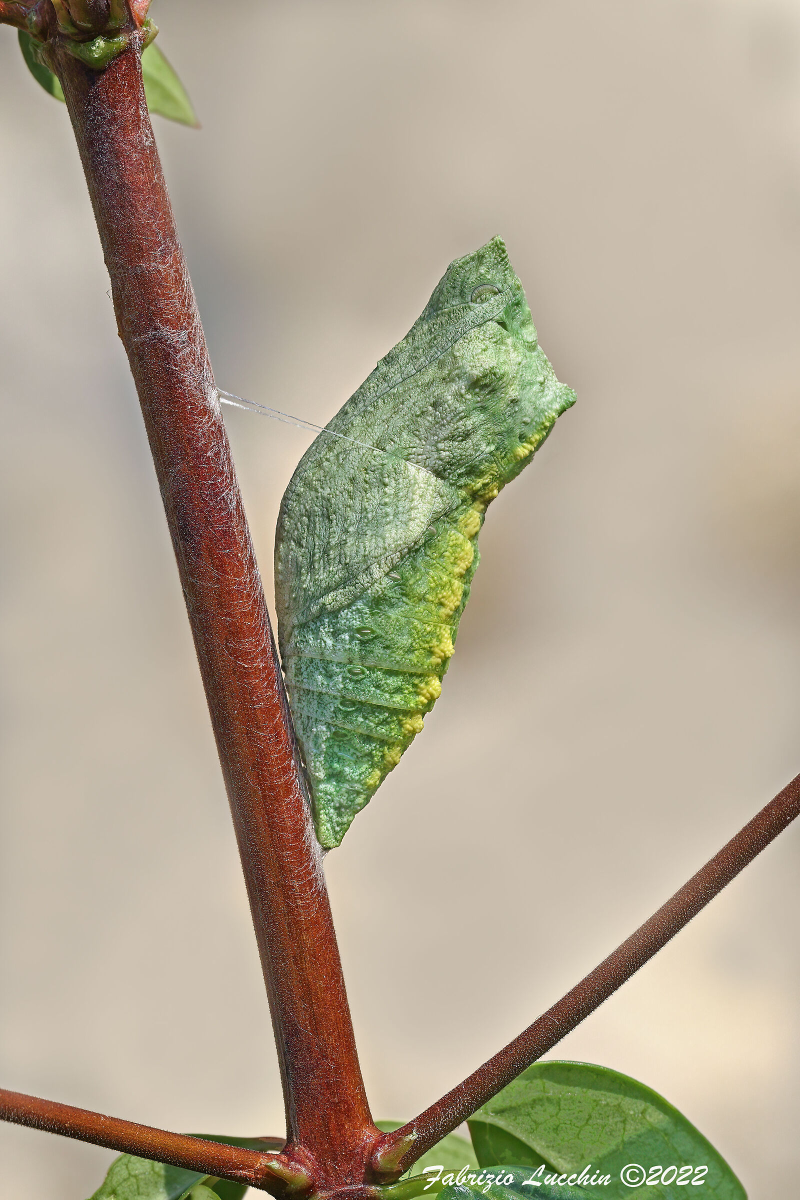 Papilio machaon (crisalide)