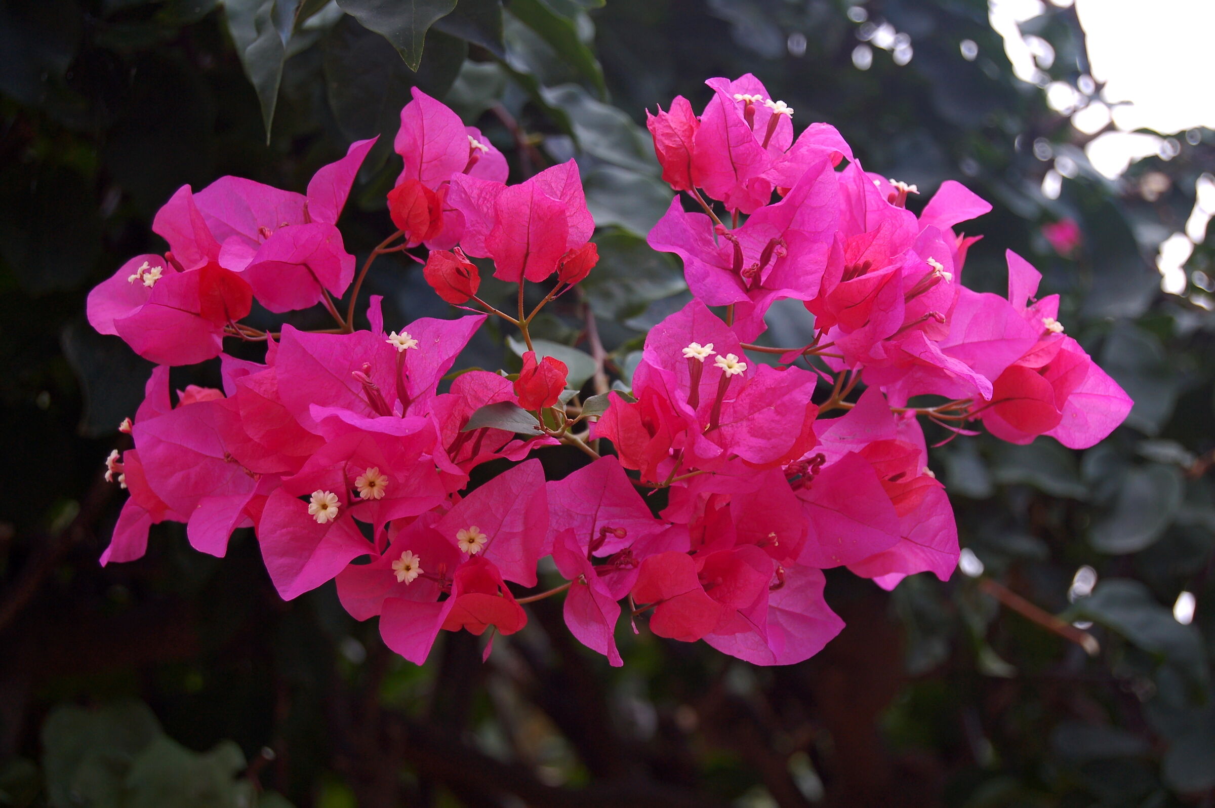 Bougainvillea