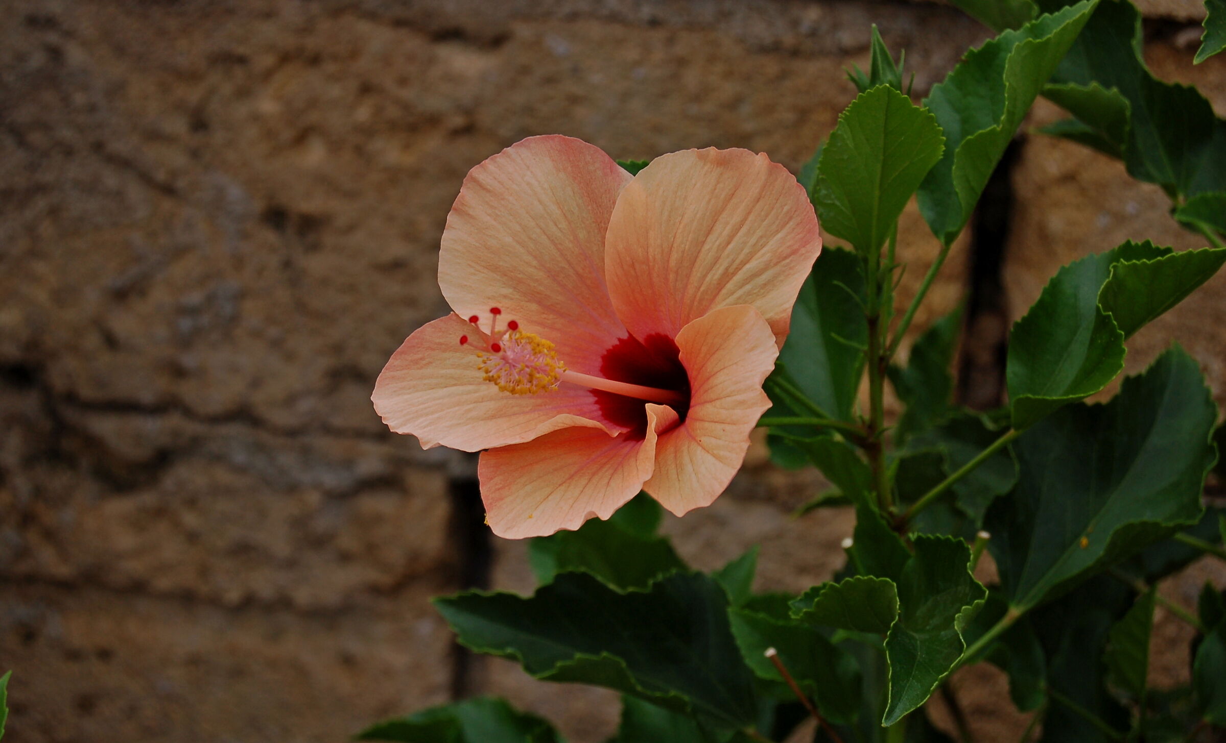 Hibiscus