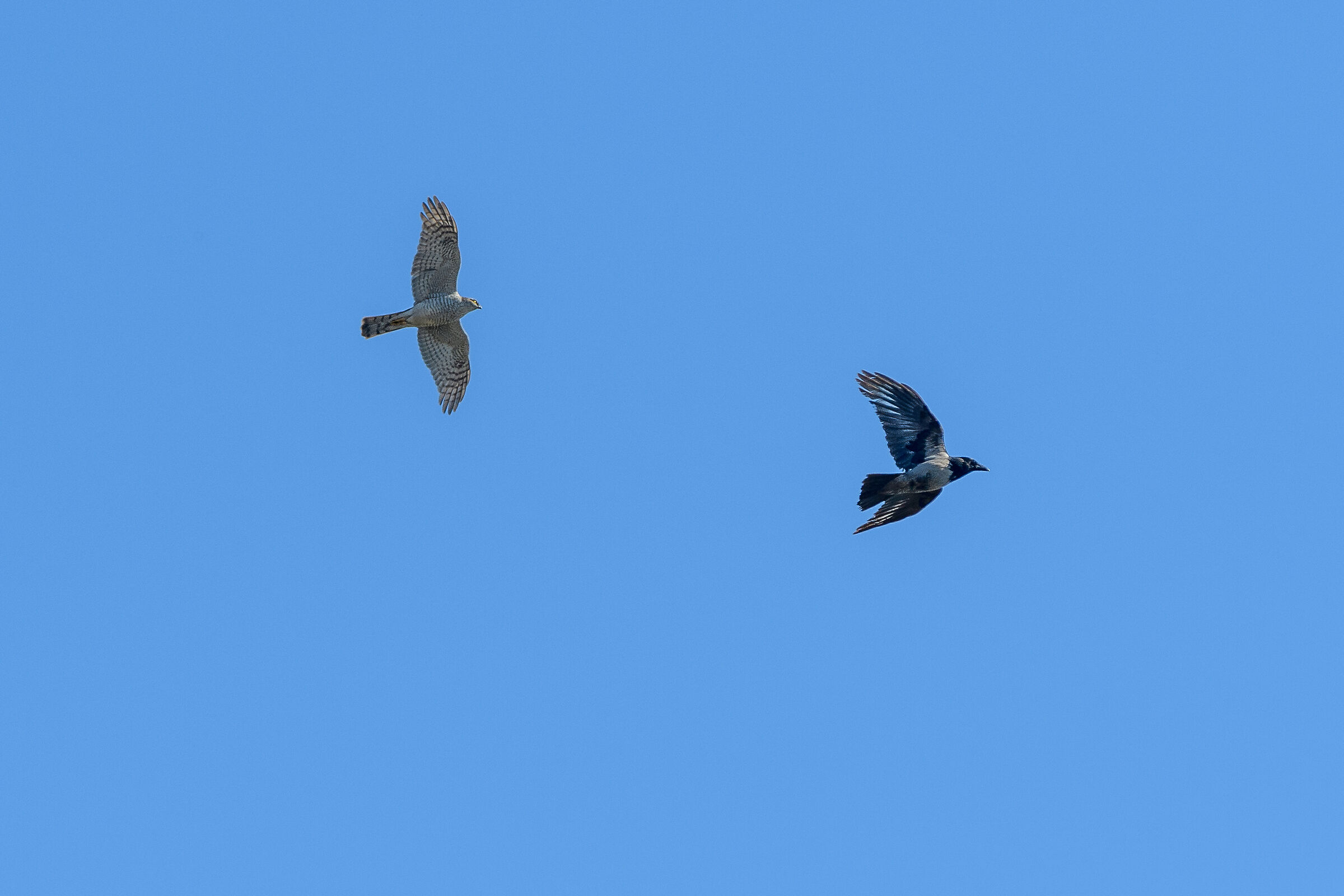 Kestrel