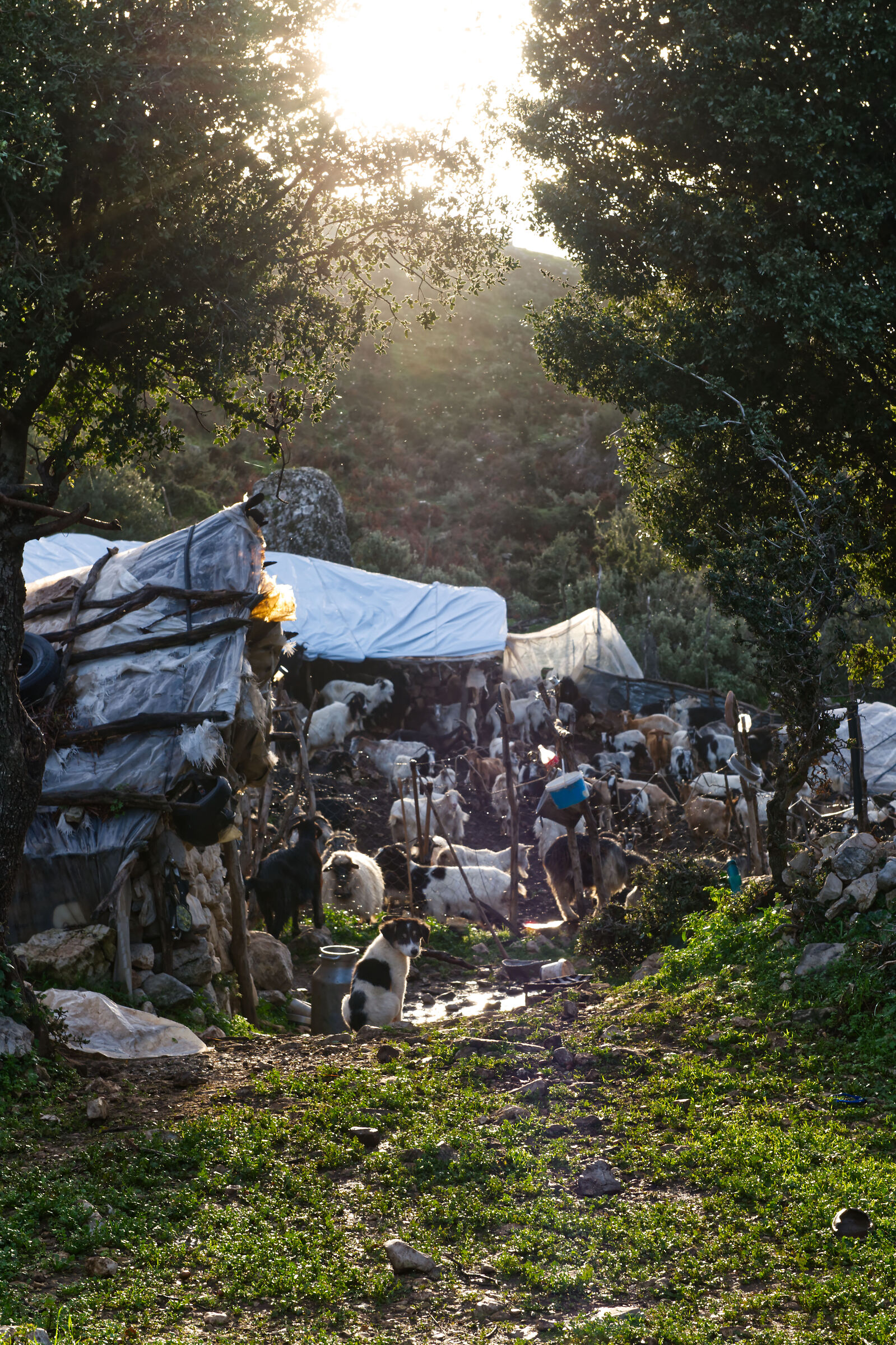 Albanian stable shepherd