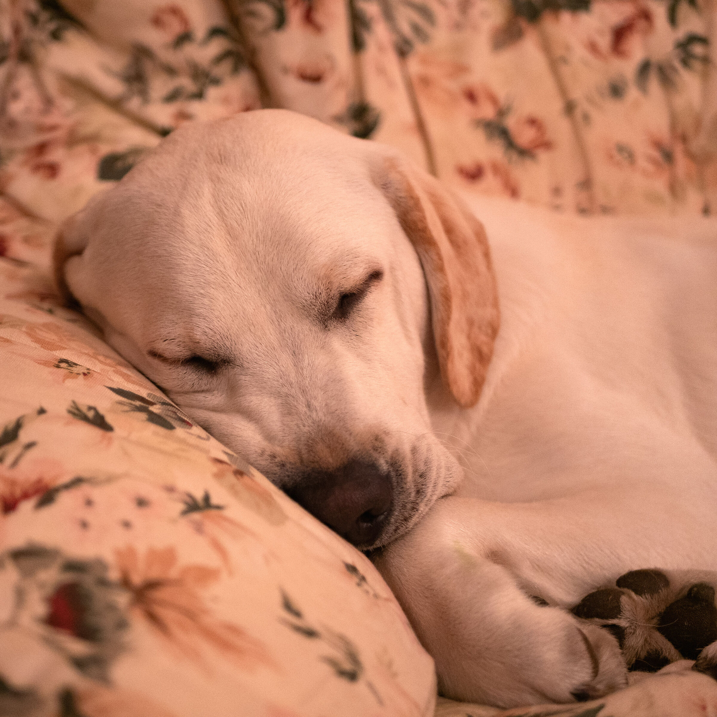 Che fatica essere cuccioli