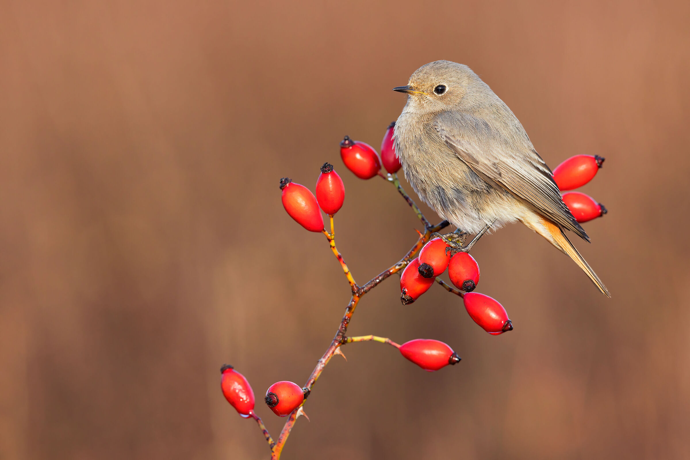 Codirosso Spz Femmina/Imma