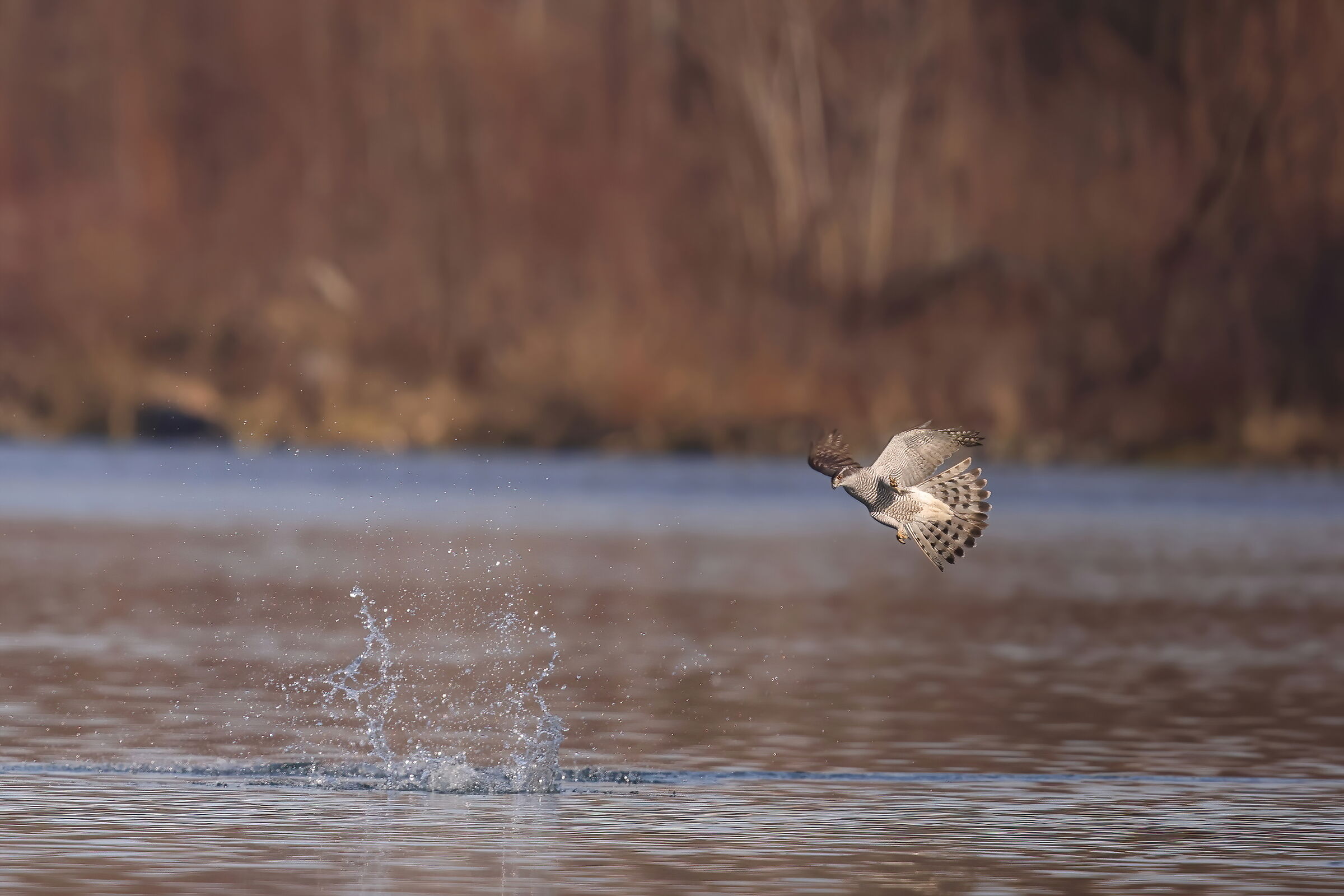 l'attacco (mancato) al tuffetto